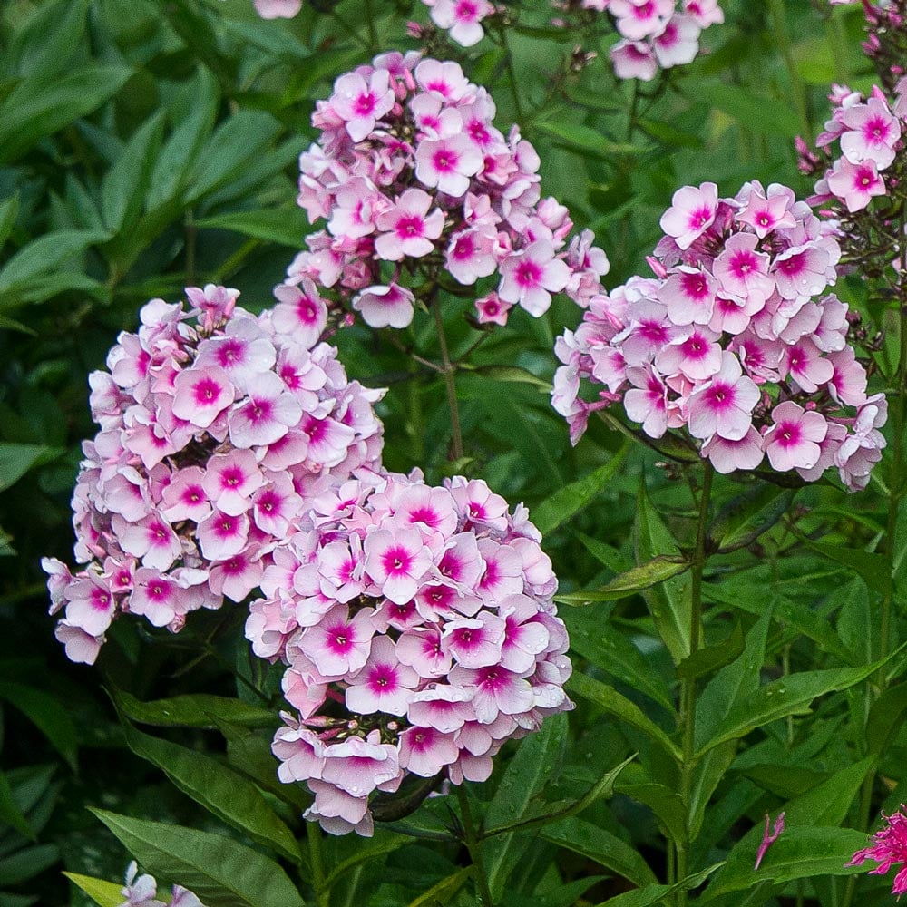 Phlox paniculata 'Bright Eyes'