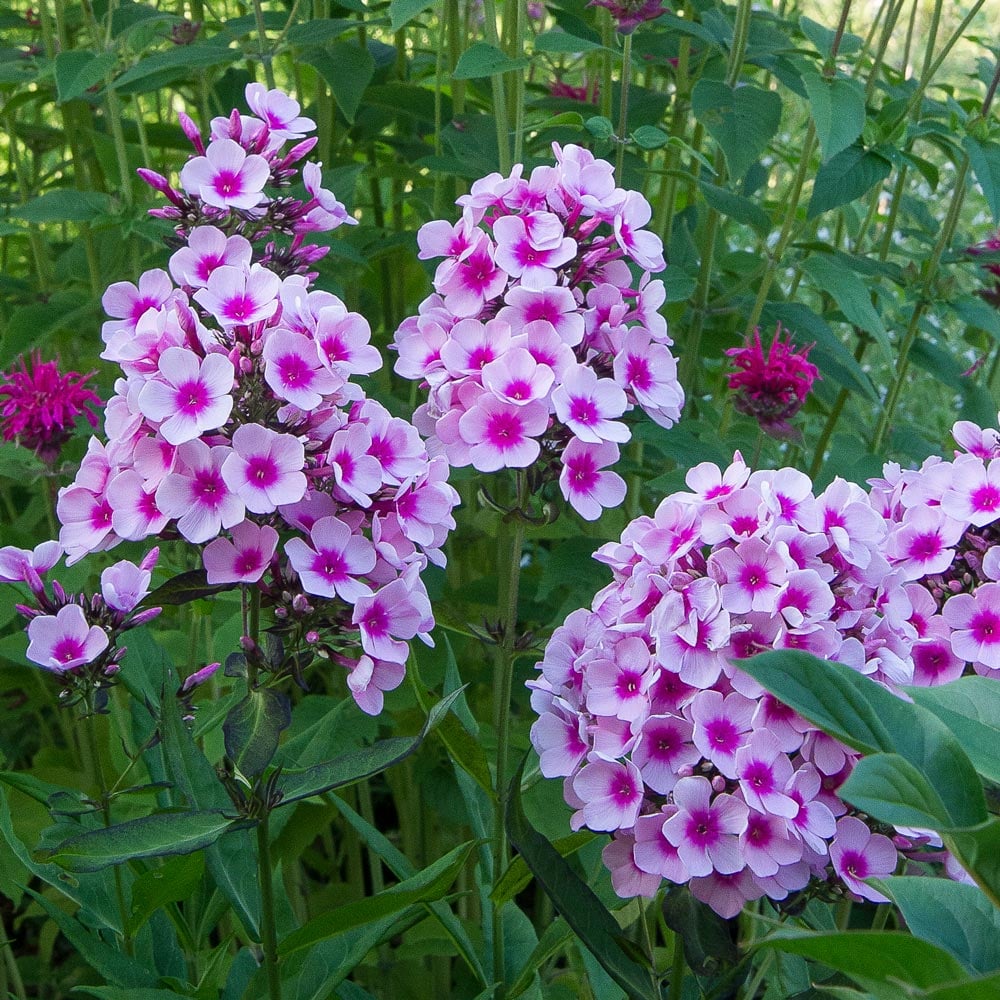 Phlox paniculata 'Bright Eyes'