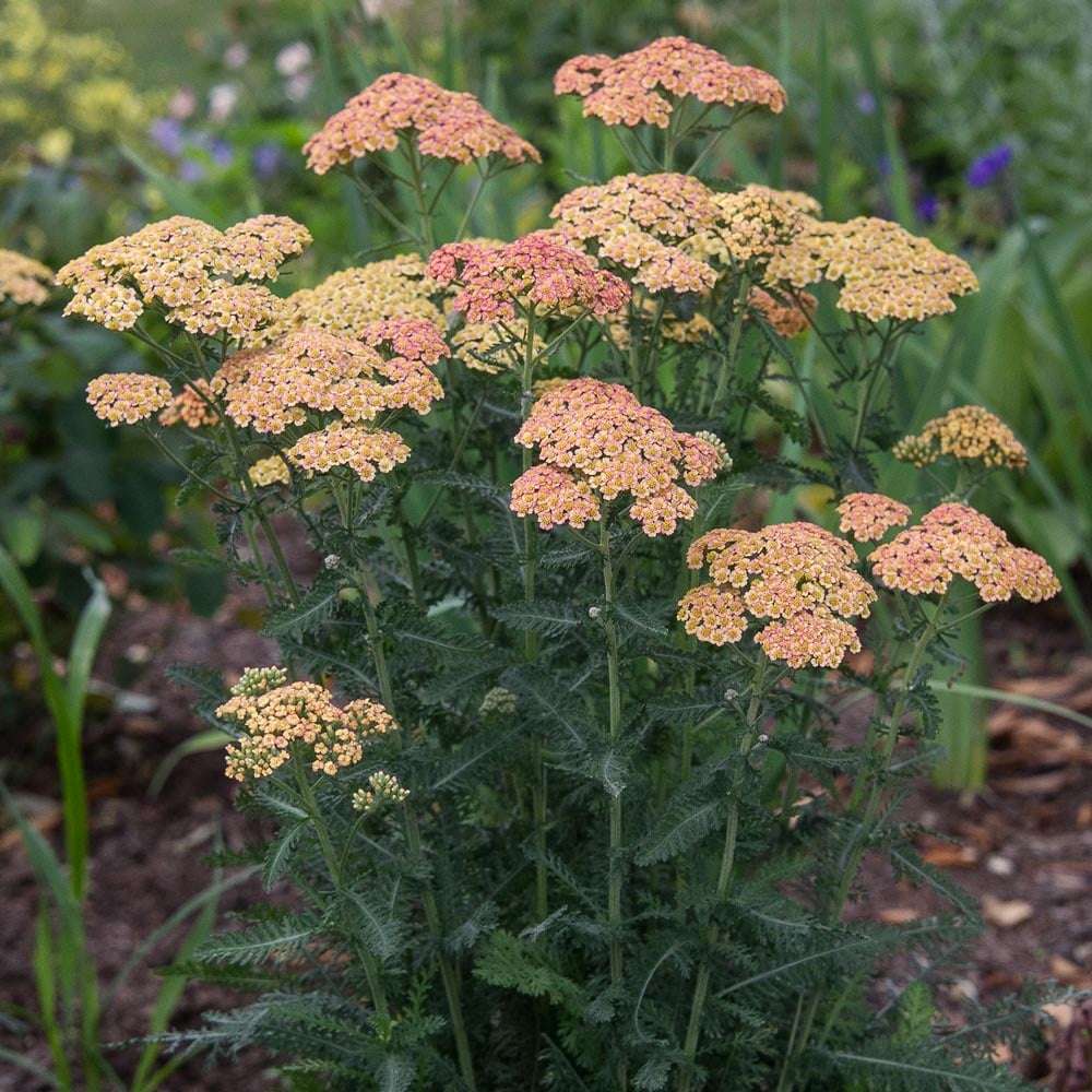 Achillea 'Firefly Peach Sky'