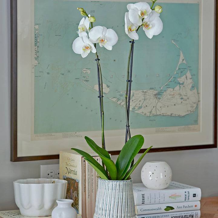 White Moth Orchid in 5½" ceramic cachepot