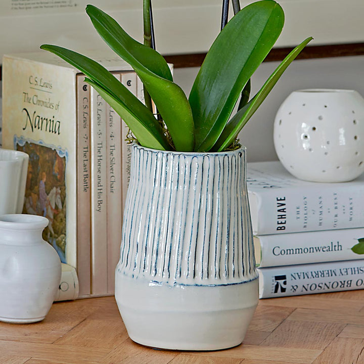 White Moth Orchid in 5½" ceramic cachepot