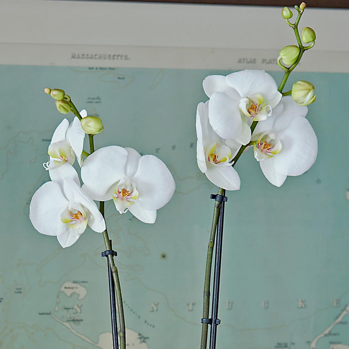 White Moth Orchid in 5½" ceramic cachepot