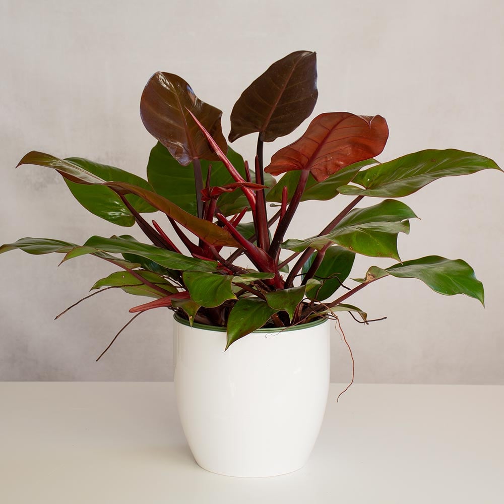 Philodendron 'McColley's Finale' in ceramic cachepot
