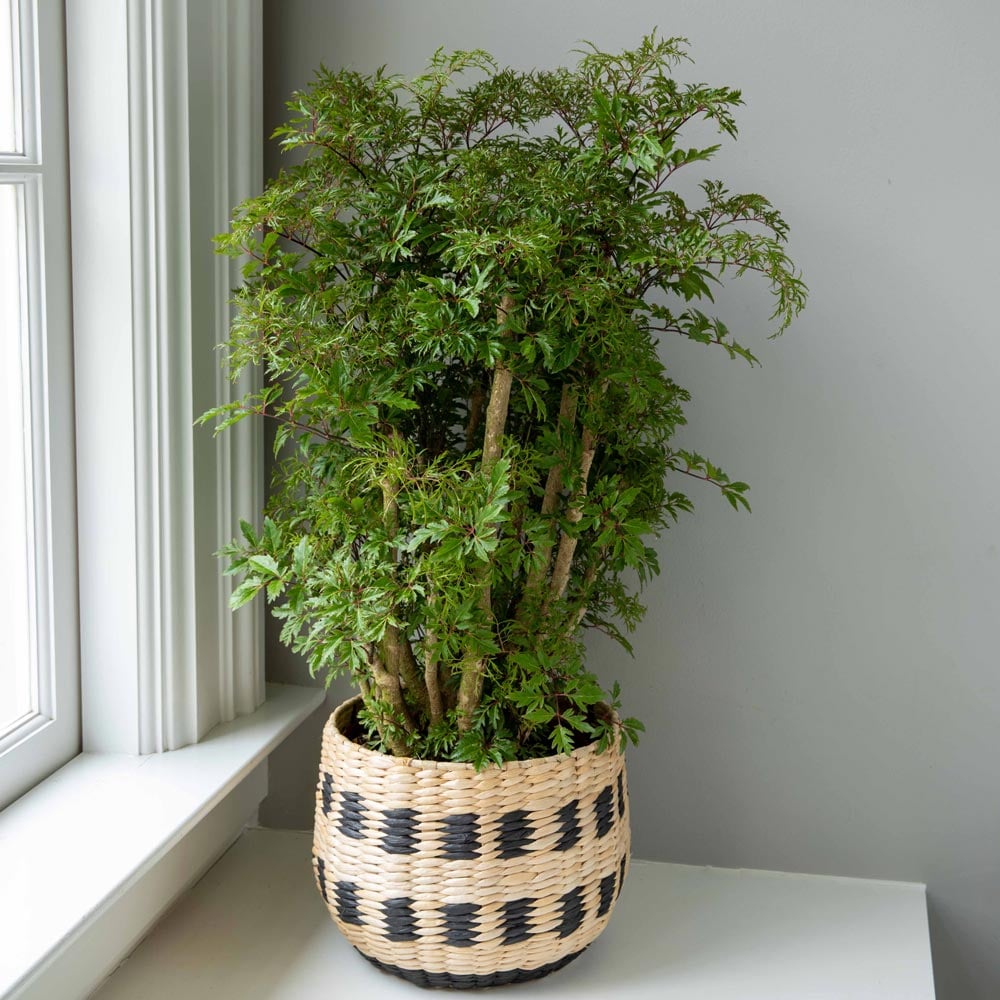 Ming Aralia in Owosso Basket