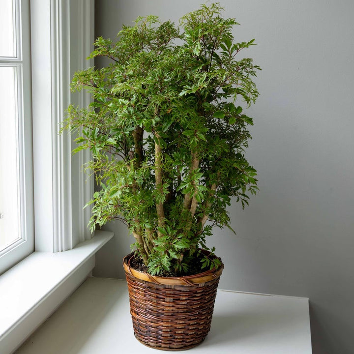Ming Aralia in Basket