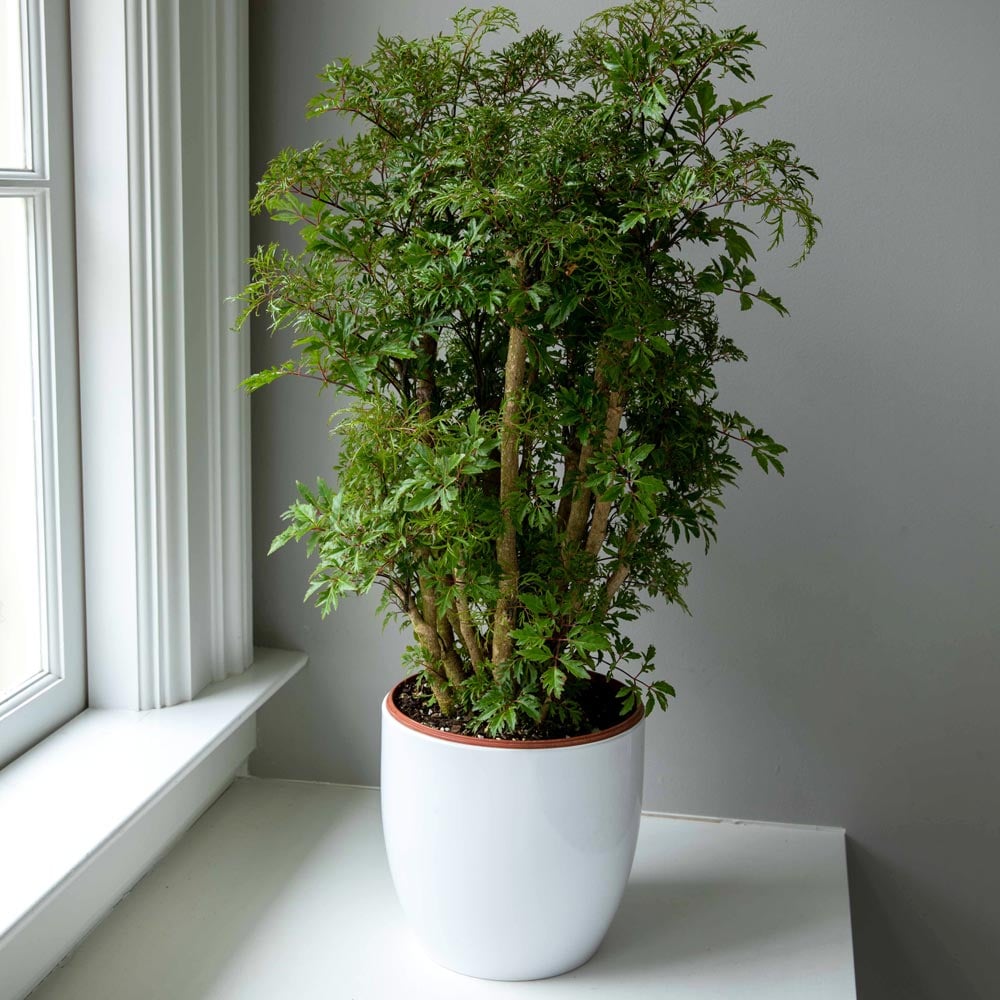Ming Aralia in ceramic cachepot