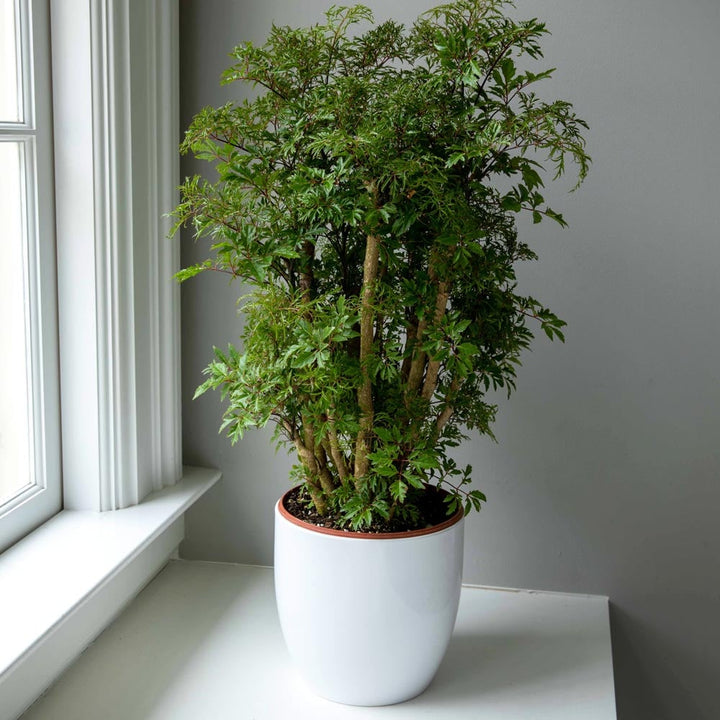Ming Aralia in ceramic cachepot