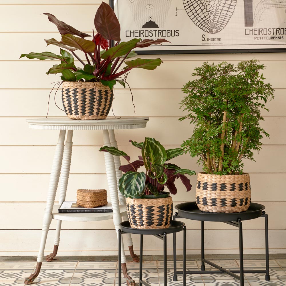 Ming Aralia in Owosso Basket