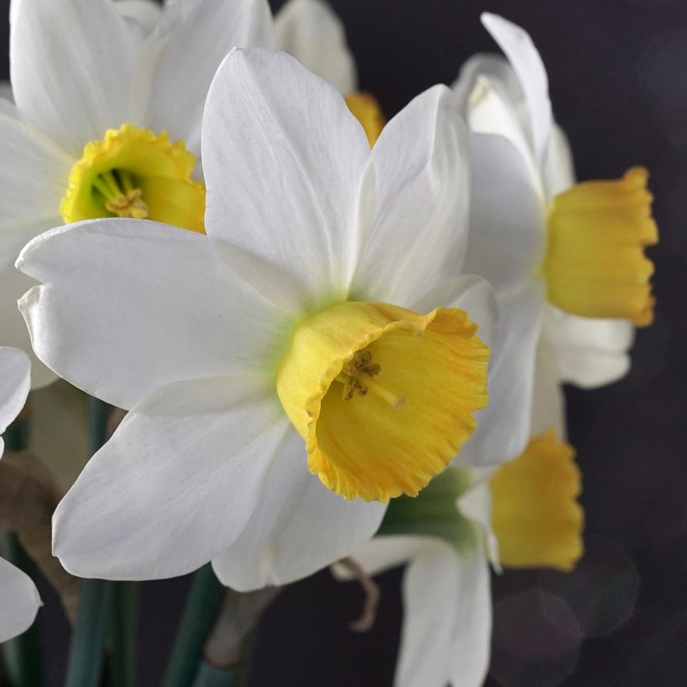Narcissus 'Jack Sparrow'