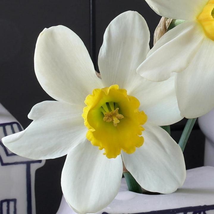 Narcissus 'Jack Sparrow'