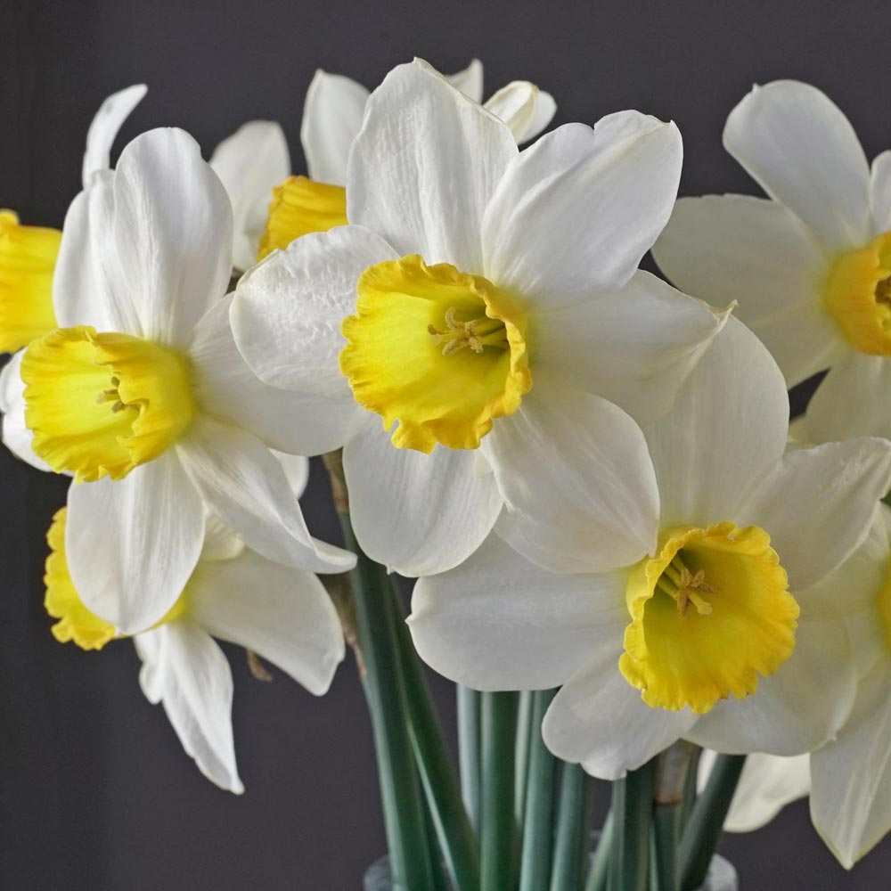 Narcissus 'Jack Sparrow'