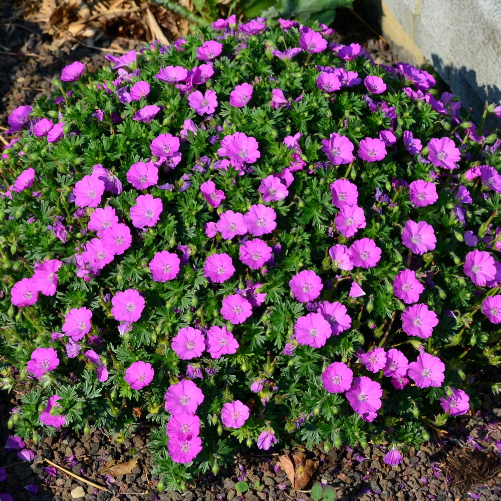 Geranium sanguineum 'Max Frei'