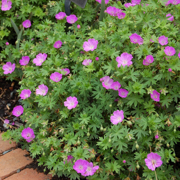 Geranium sanguineum 'Max Frei'