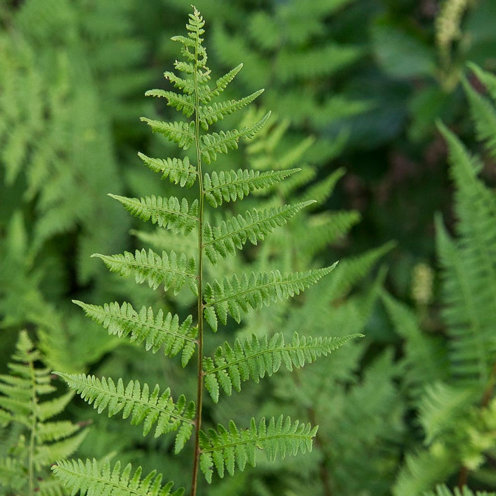 Athyrium filix-femina