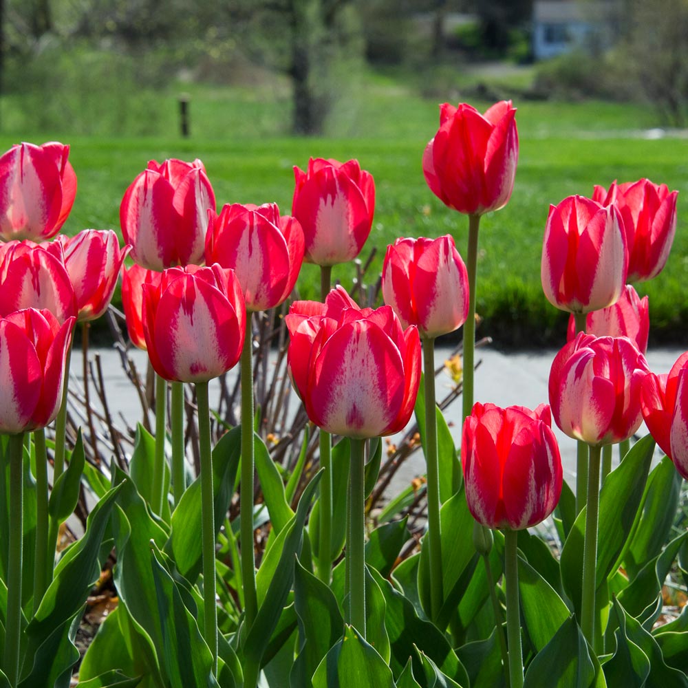 Tulip 'Spryng Break'