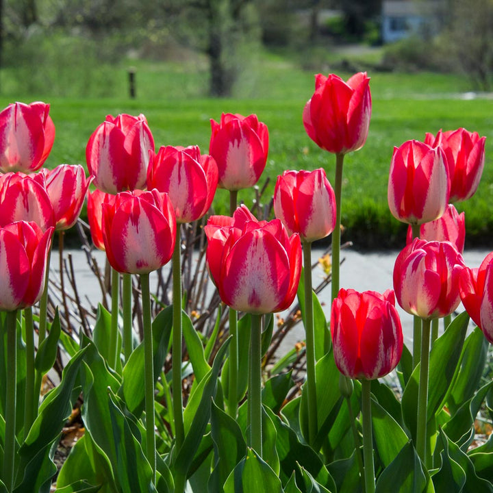 Tulip 'Spryng Break'