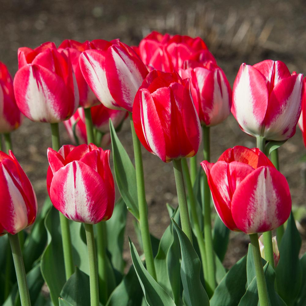 Tulip 'Spryng Break'