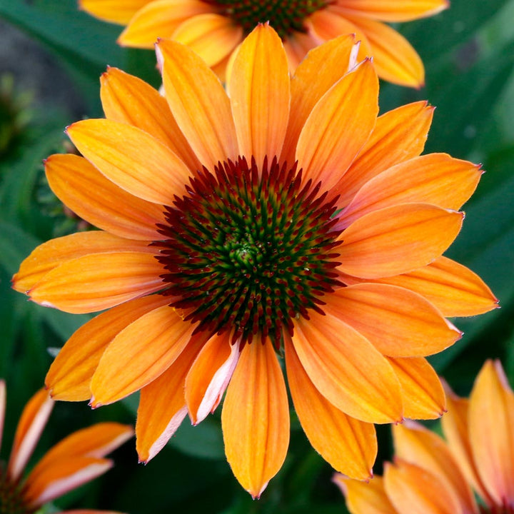 Echinacea Prima™ Ginger