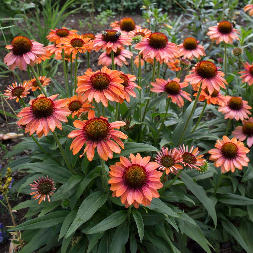 Echinacea Prima™ Ginger