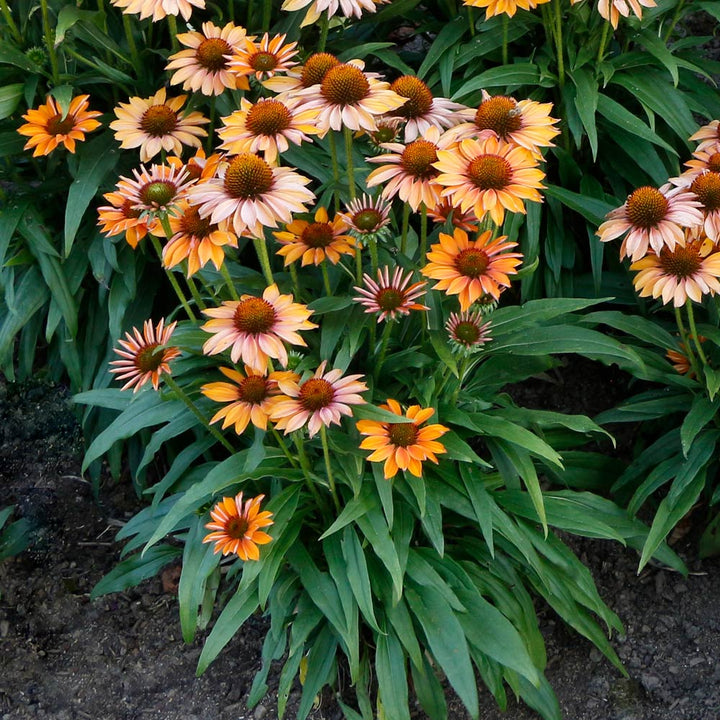 Echinacea Prima™ Ginger