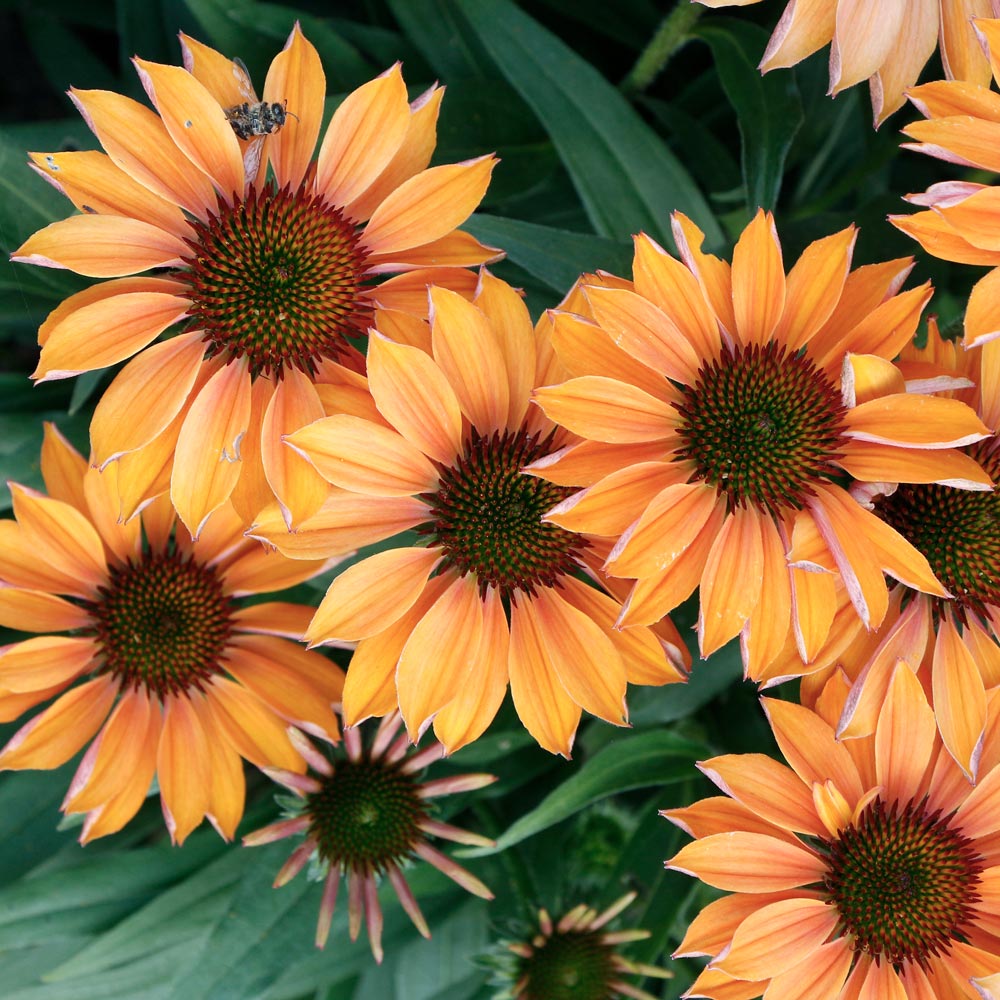 Echinacea Prima™ Ginger