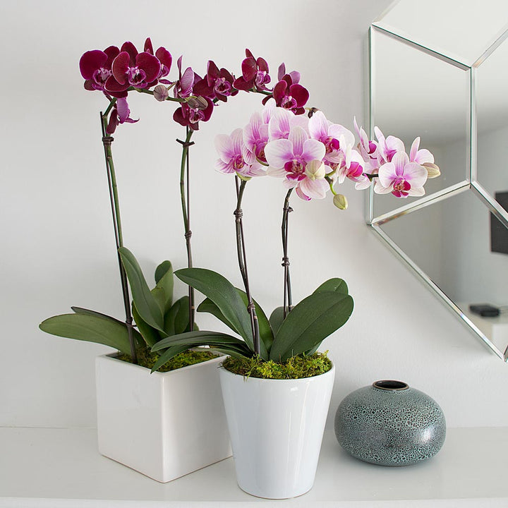 Blush White Compact Moth Orchids in 5" ceramic cachepot