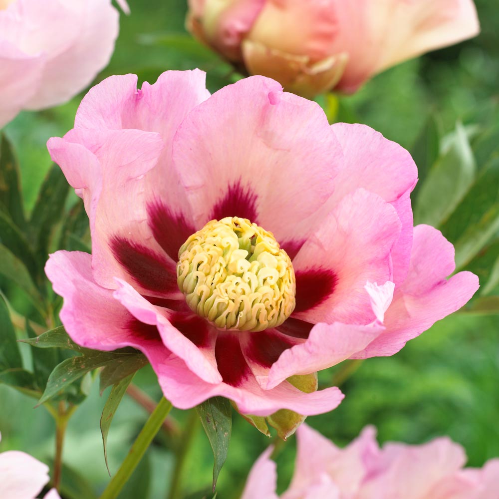 Itoh Peony 'Pastel Splendor'