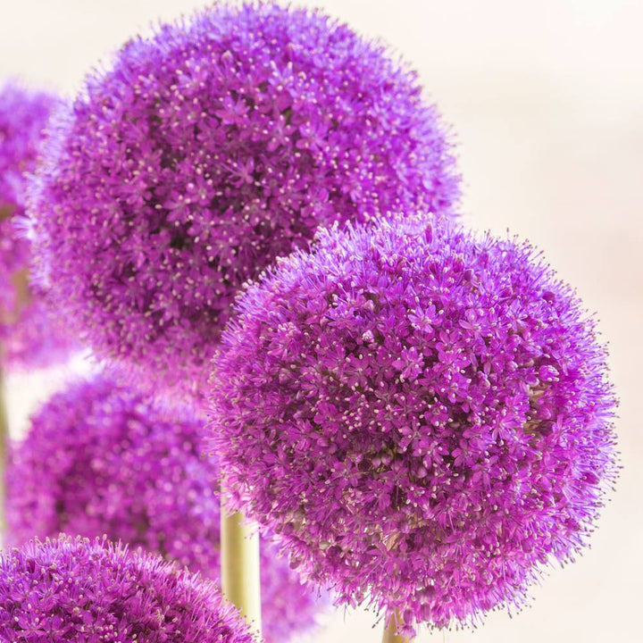 Allium giganteum
