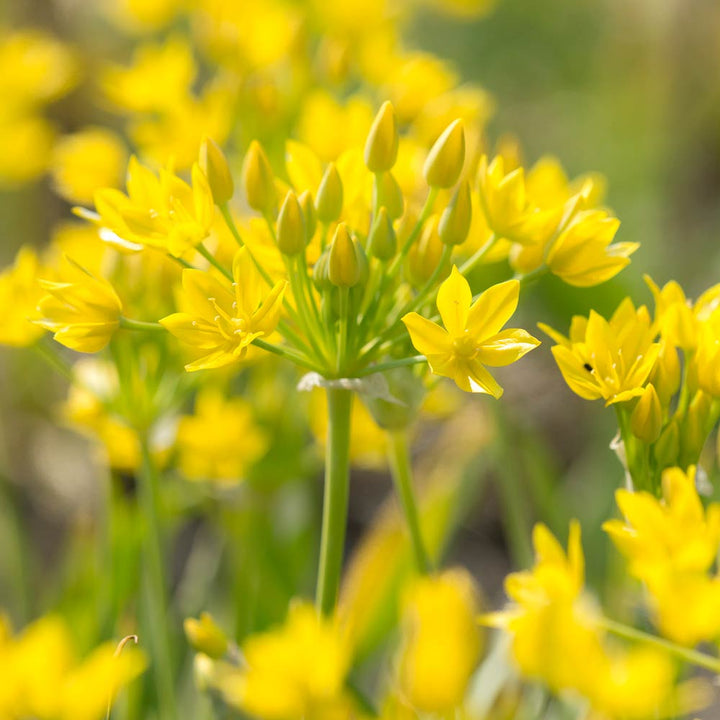 Allium moly