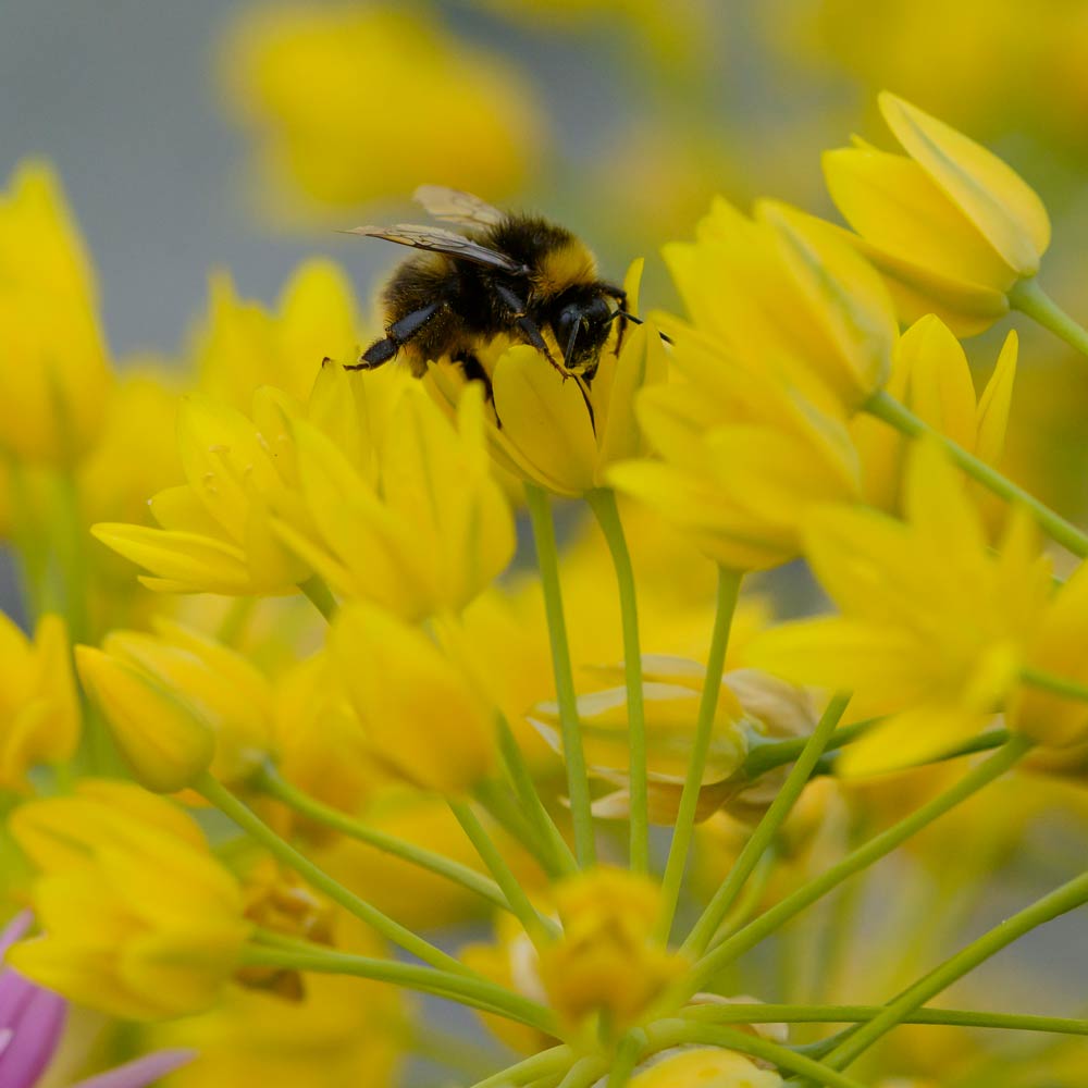 Allium moly