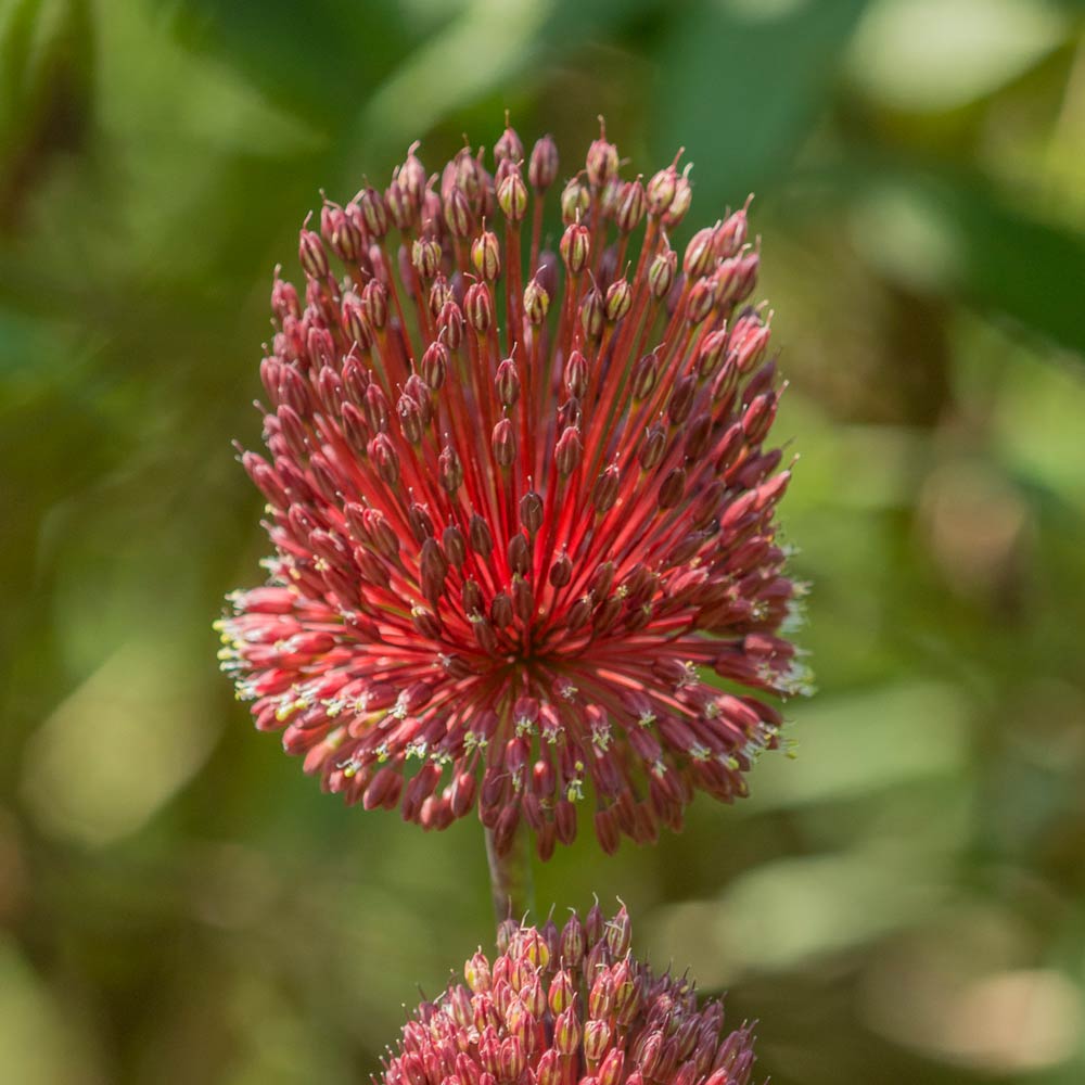 Allium amethystinum 'Red Mohican'