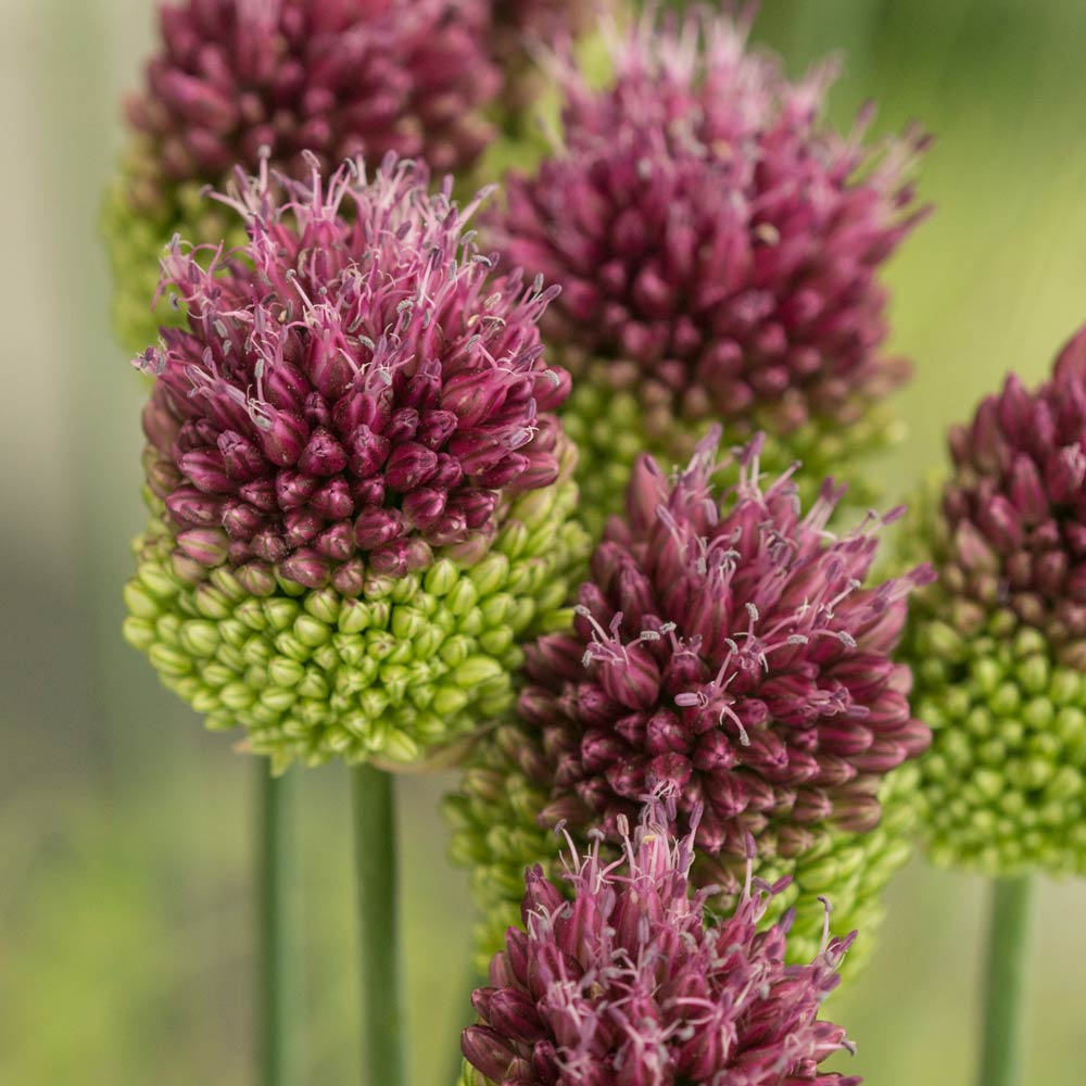 Allium sphaerocephalon