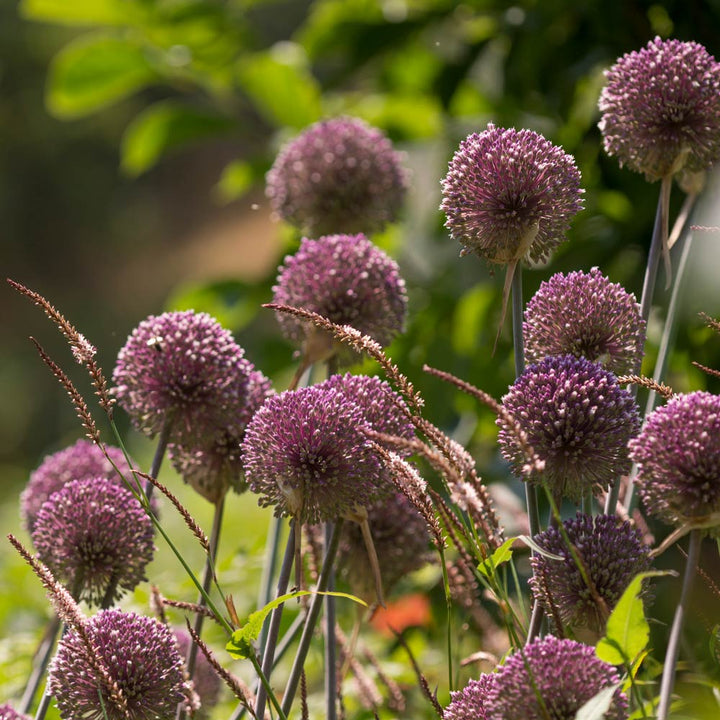 Allium 'Summer Drummer'