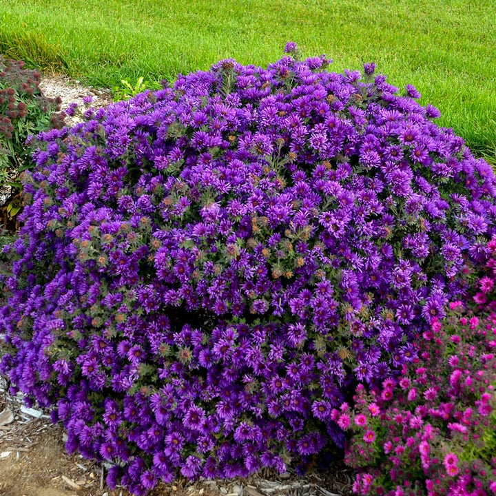 Symphyotrichum novae-angliae 'Grape Crush'