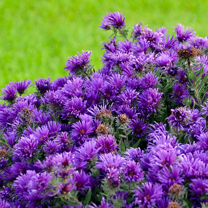 Symphyotrichum novae-angliae 'Grape Crush'