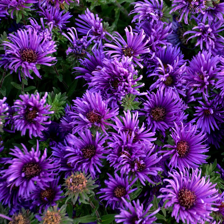 Symphyotrichum novae-angliae 'Grape Crush'