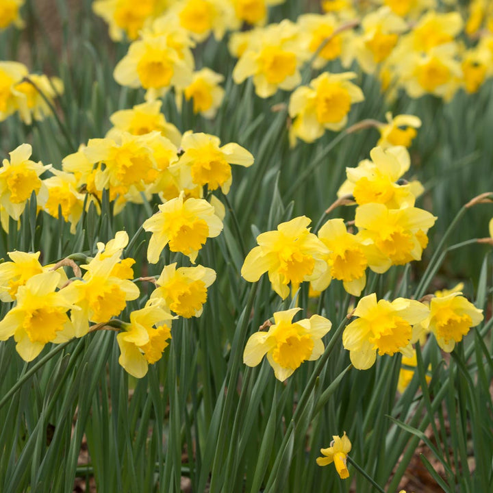 Narcissus 'Carlton'