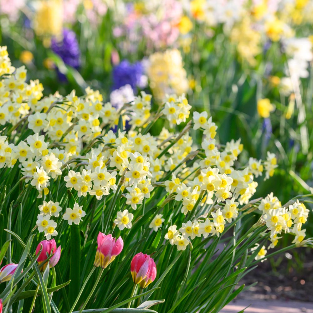 Narcissus 'Minnow'