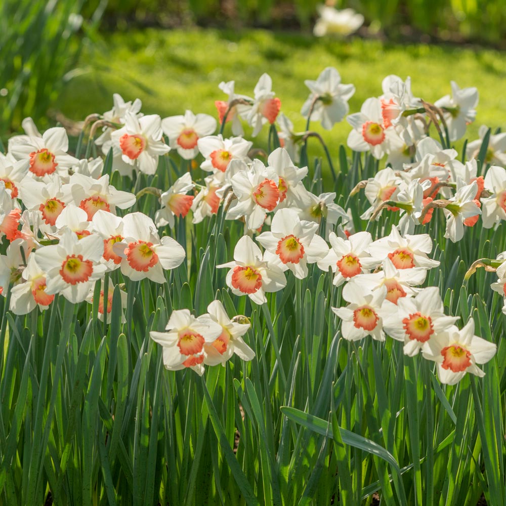 Weatherproof Large-Cupped Daffodil Mix
