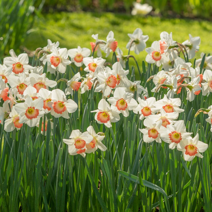 Weatherproof Large-Cupped Daffodil Mix