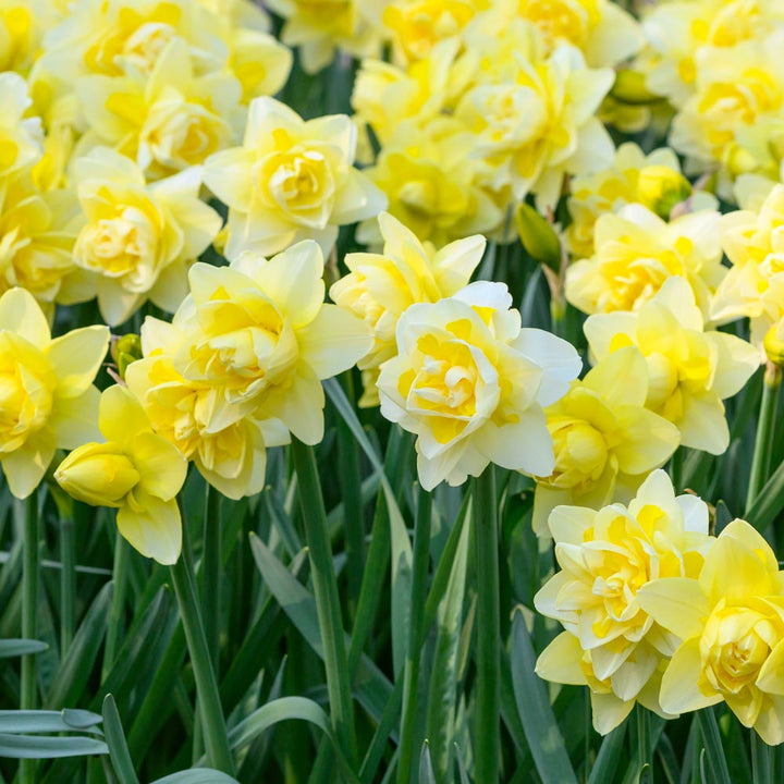 Double Daffodil Mix