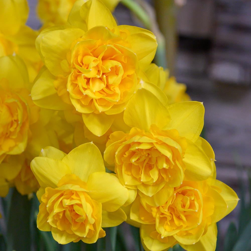 Double Daffodil Mix