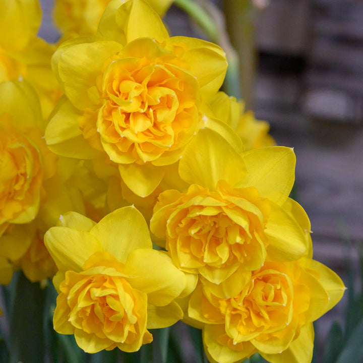 Bold Beauties Daffodil Mix