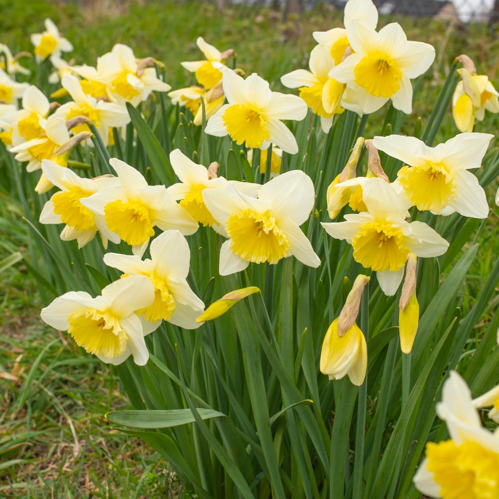 Narcissus 'Ice Follies'