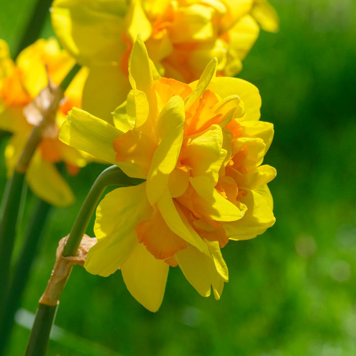 Narcissus 'Le Torch'