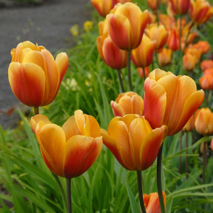 Painter's Palette Tulip Mix