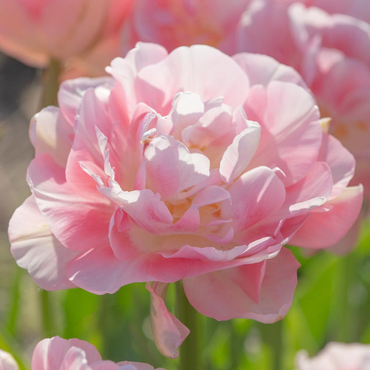Pastel Stretch Tulip Mix