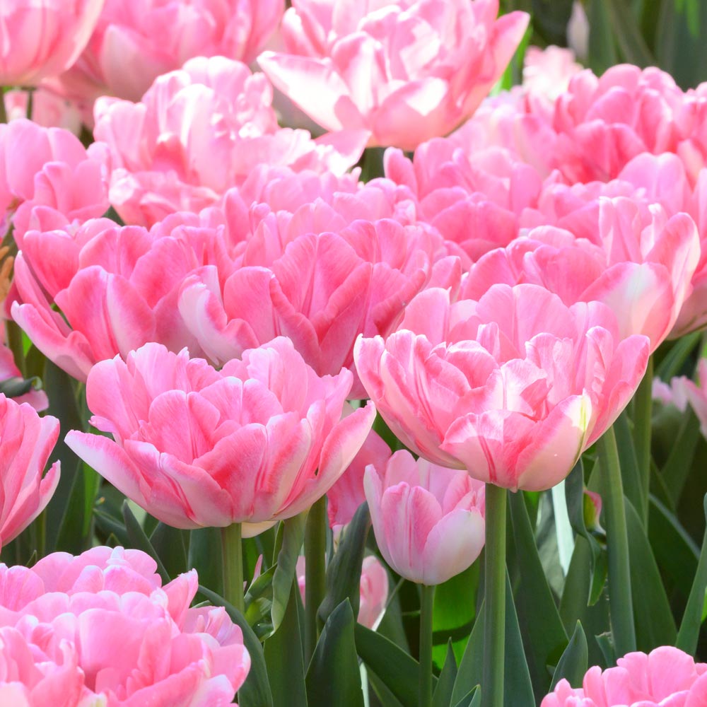 Tulip 'Foxtrot'