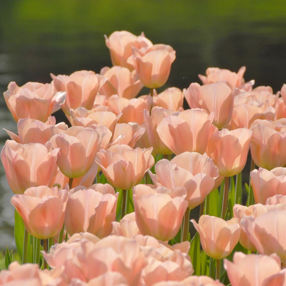 Tulip 'Apricot Beauty'