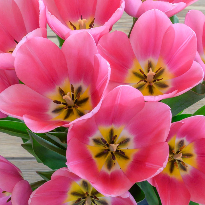 Tulip 'Big Love'
